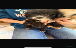 Jackapoo dogs for sale: 5 beautiful jackapoos - Image 4
