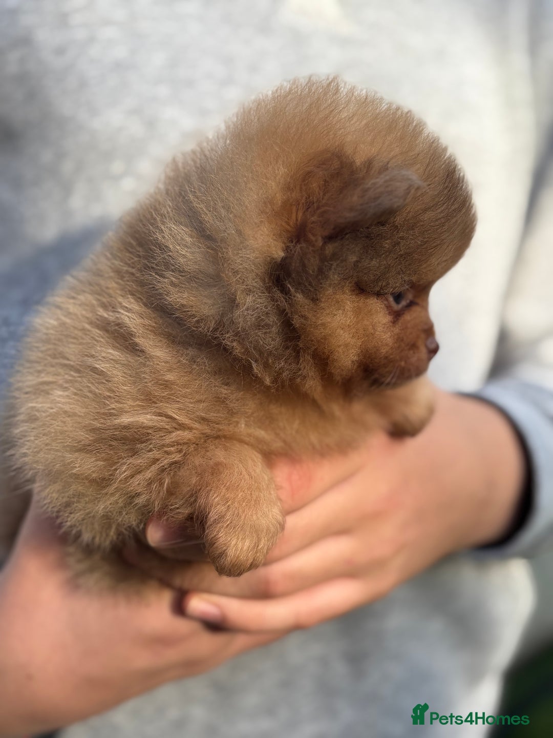 Pomeranian dogs for sale: Exotic color, mini Pomeranians  - Image 29