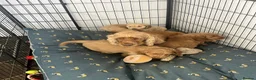 Cockapoo dogs for sale: stunning F1 Cockerpoos  - Advert 10