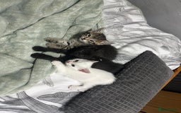 Turkish Angora cats for sale: Playful Kittens - Each ready for a loving home - Image 1