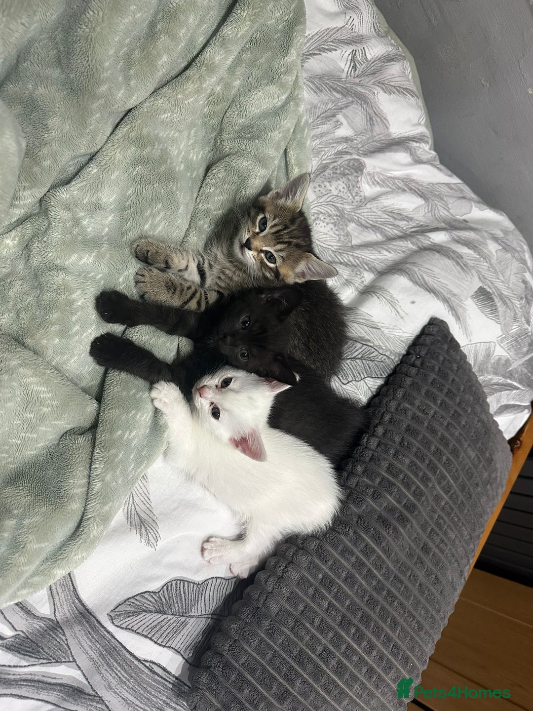 Turkish Angora cats for sale: Playful Kittens - Each ready for a loving home - Image 1