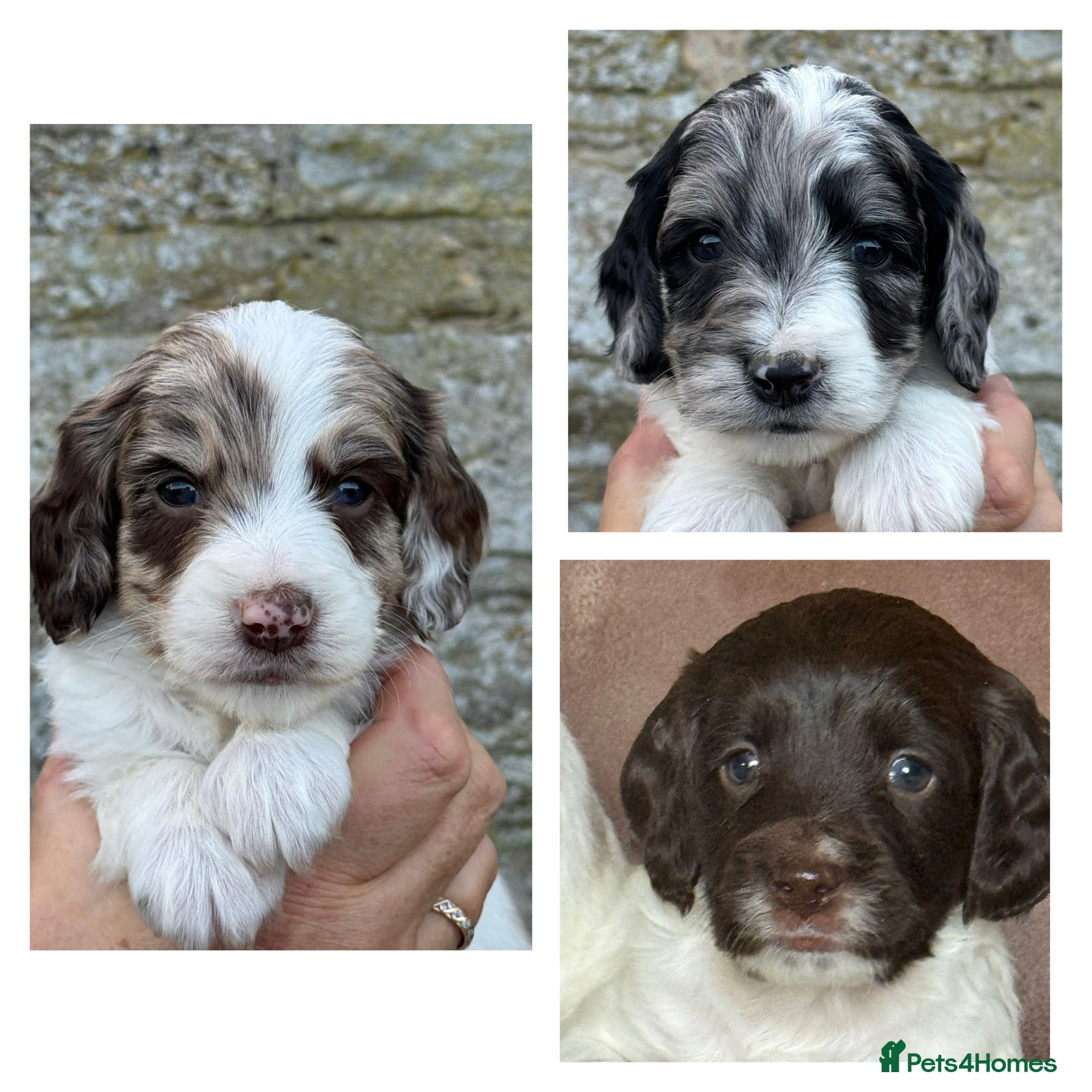 Sproodle dogs Merle F1 Sproodles 5⭐️Licenced Breeder full DNA - Advert 2