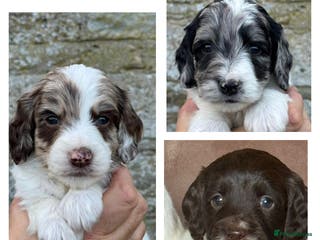 Sproodle dogs Merle F1 Sproodles 5⭐️Licenced Breeder full DNA - Advert 3