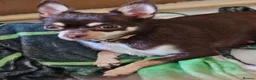 Chihuahua dogs for sale: Chihuahua pups - Advert 1