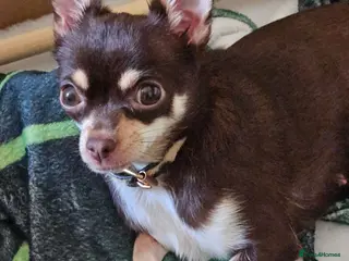 Chihuahua dogs Chihuahua pups - Advert 1