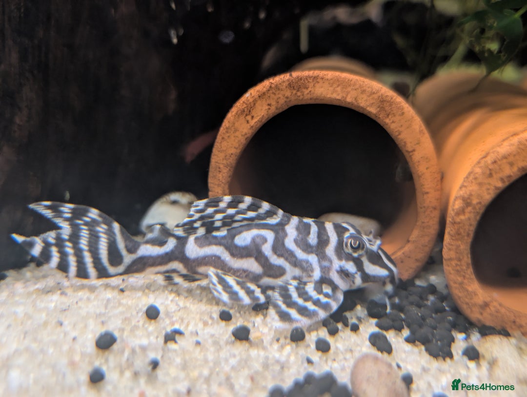 Plecos fish for sale: Cracked Zebra Plecos, Clown Plecos and More  - Advert 2