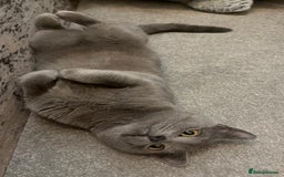 British Shorthair cats for sale: British short hair, Kittens in Greenford - Image 33