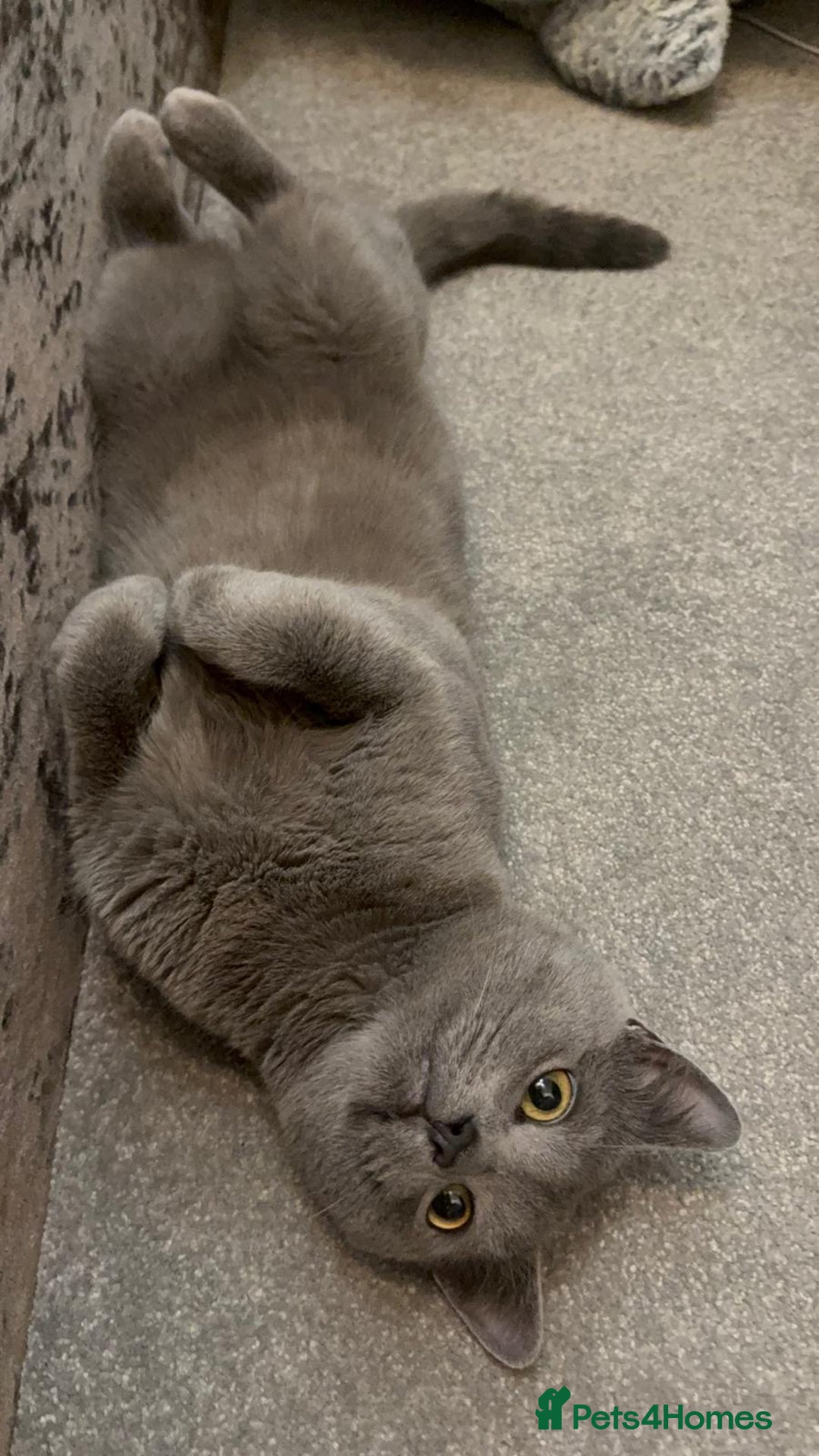 British Shorthair cats for sale: British short hair, Kittens in Greenford - Image 33