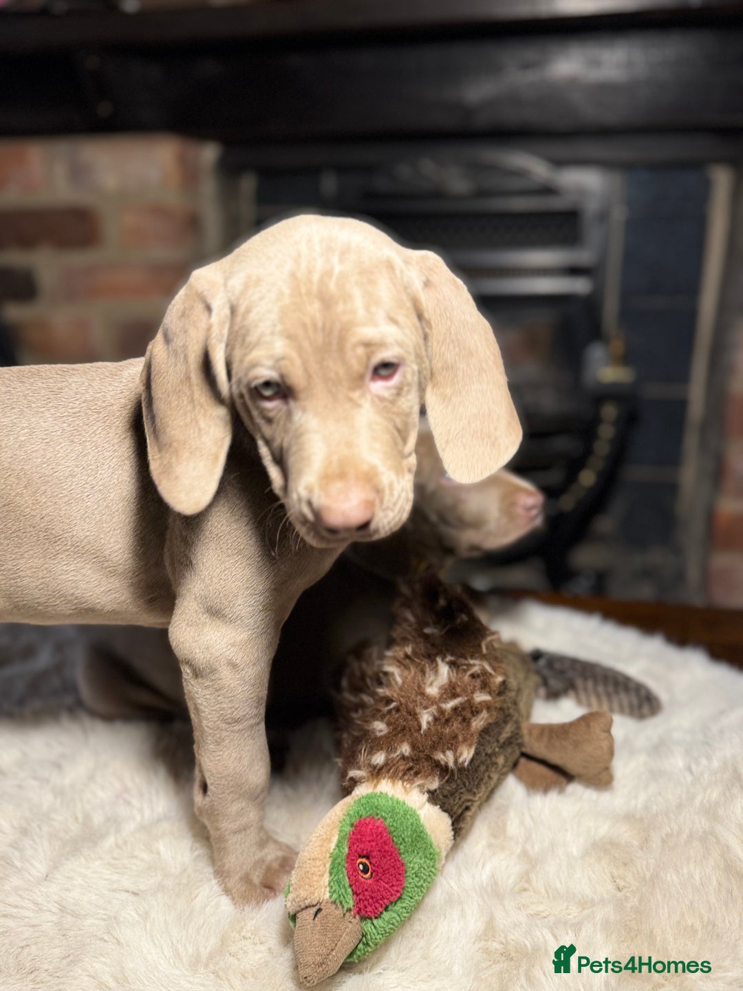 Weimaraner dogs for sale: ✨READY NOW✨ LAST FEW GIRLS✨ KC Reg Pups  ✨ - Advert 25