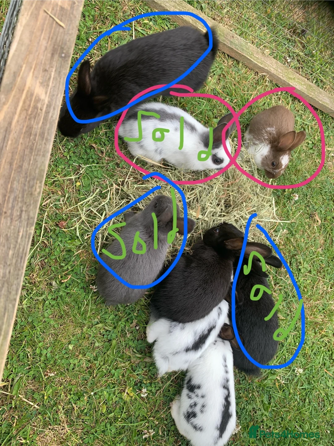 Mixed Breed rabbits for sale: Baby rabbits  in Budleigh Salterton - Advert 2