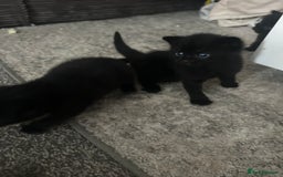 British Shorthair cats for sale: Three black kittens for sale  - Image 10
