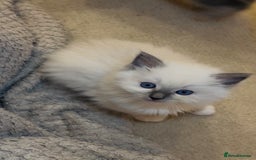 Ragdoll cats for sale: READY SOON!! PUREBRED RAGDOLL KITTENS - Image 8
