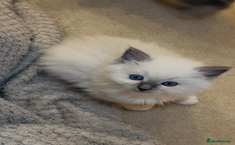 Ragdoll cats - Advert 4