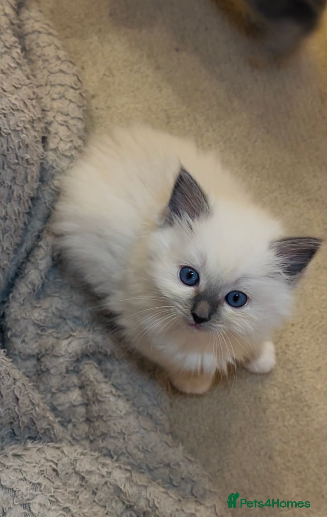Ragdoll cats for sale: READY SOON!! PUREBRED RAGDOLL KITTENS - Image 8