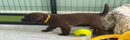 Labrador Retriever dogs for sale: Beautiful KC Chocolate Labrador Puppies - Advert 2