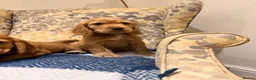 Cocker Spaniel dogs for sale: Fantasticly Bred Health Tested Cockers Ready Now - Advert 15