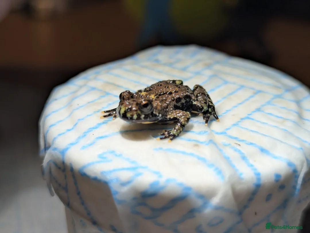 Frog reptiles for sale: Oriental fire-bellied toad (Bombina orientalis - Advert 13