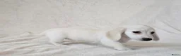 Miniature Dachshund dogs for sale: Rare Cream Longcoat Miniature Dachshund Puppies - Advert 28