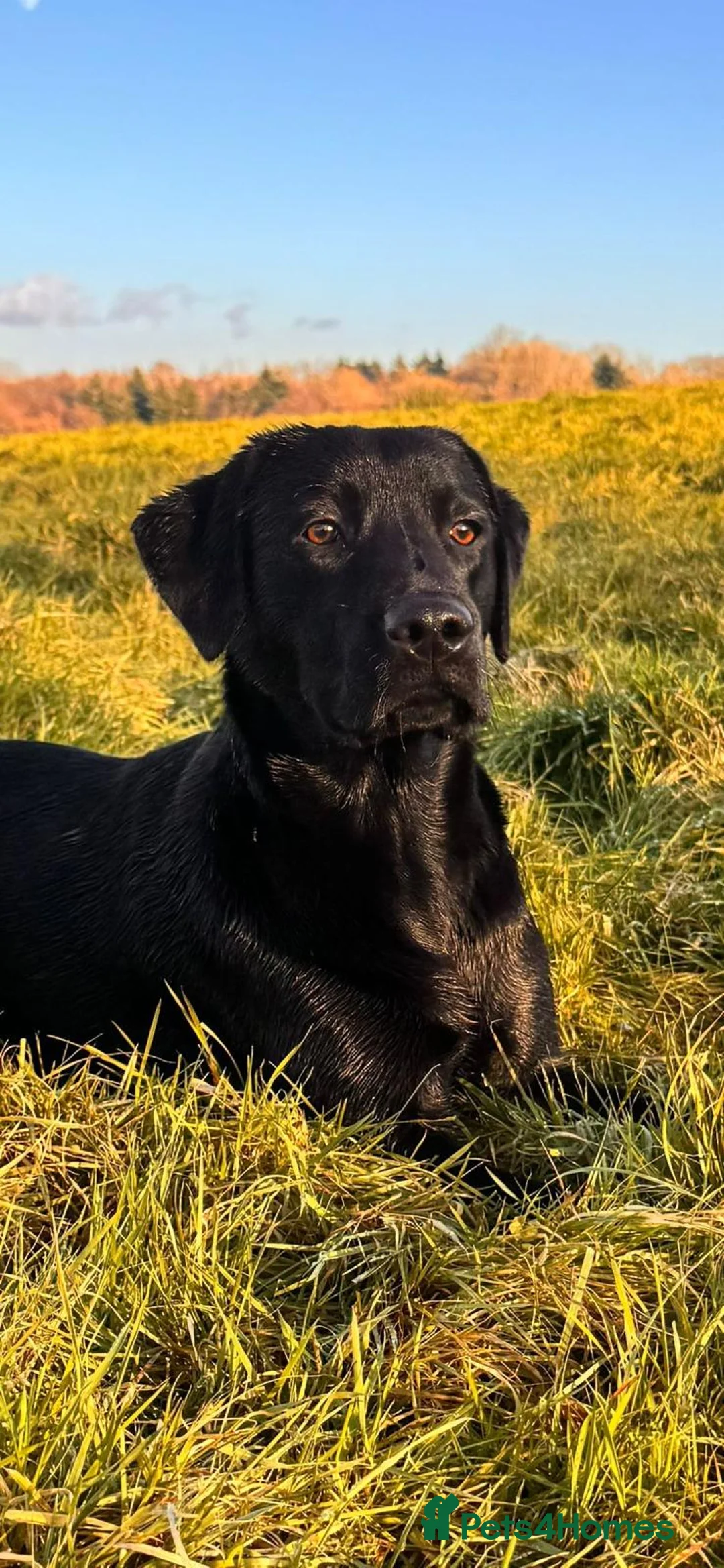 Springador dogs for sale: Springador in Salisbury - Advert 2