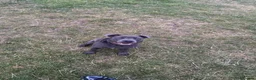 Staffordshire Bull Terrier dogs for sale: Male Staffordshire BullTerrier 8Months in Telford - Advert 10