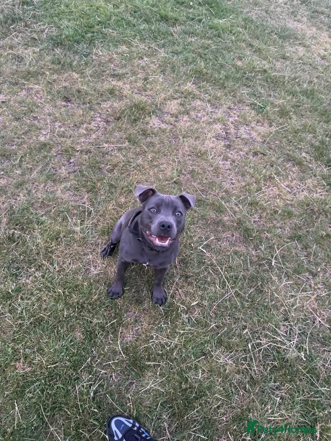 Staffordshire Bull Terrier dogs for sale: Male Staffordshire BullTerrier 8Months in Telford - Advert 10