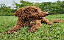 Miniature Poodle dogs for stud: ✅️DNA Test Red KC Miniature Poodle Stud Manchester in Manchester - Image 10
