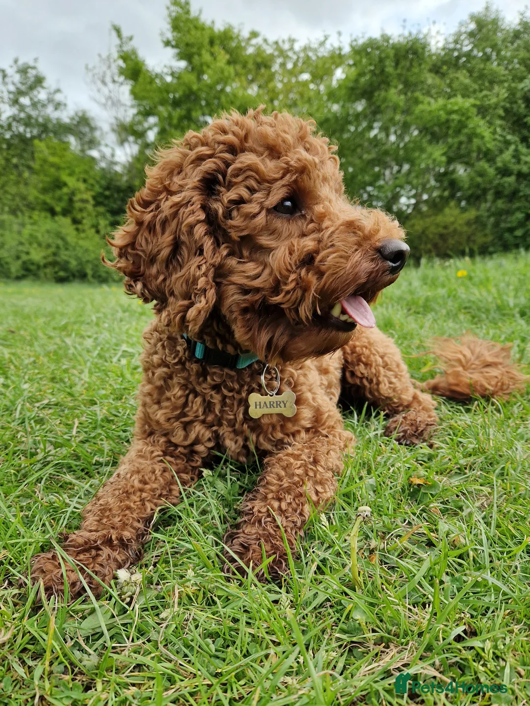 Miniature Poodle dogs for stud: ✅️DNA Test Red KC Miniature Poodle Stud Manchester in Manchester - Advert 10