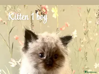 Ragdoll cats Stunning ragdoll kittens - Advert 18