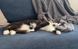 Domestic Shorthair cats for sale: Bulgarian Stray Cat Needing Loving Home - Image 1