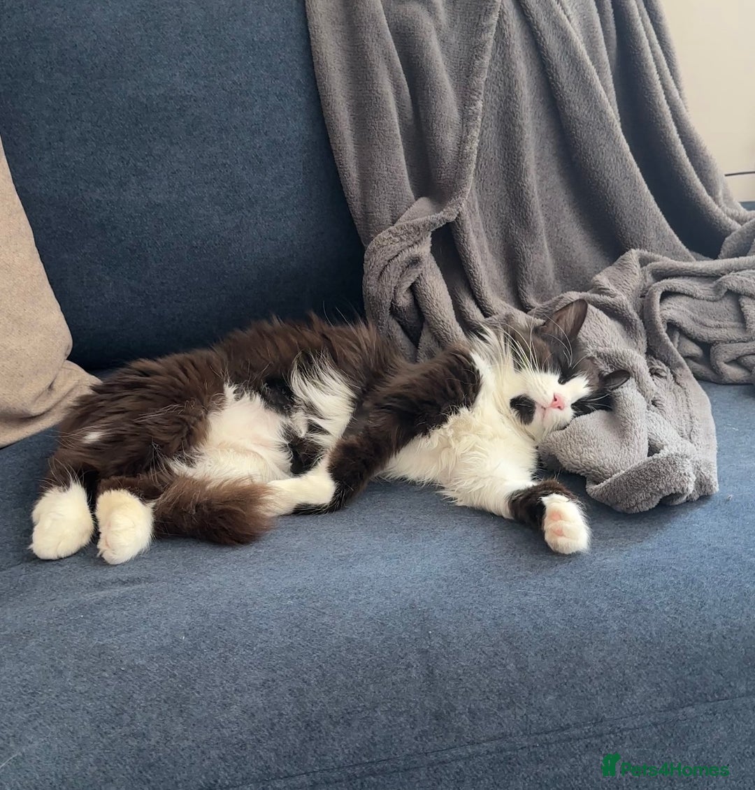 Domestic Shorthair cats for sale: Bulgarian Stray Cat Needing Loving Home - Image 1