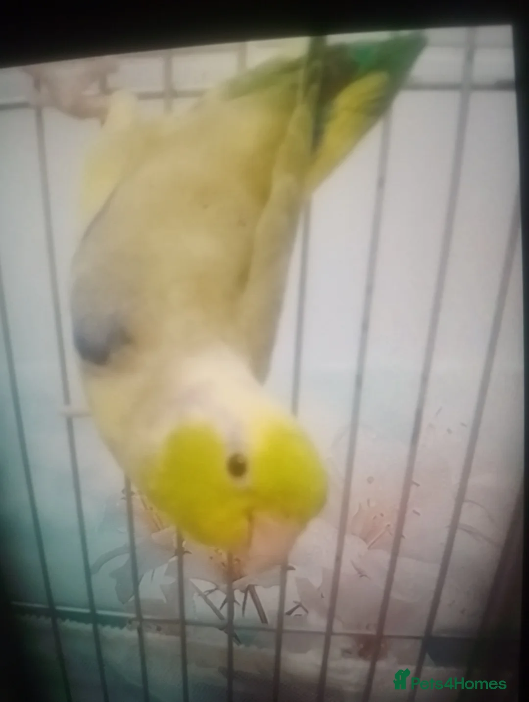 Lovebirds birds for sale: Parrotlet and lovebirds for sale  - Advert 5