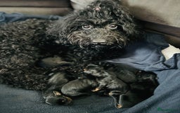 Mixed Breed dogs for sale: Doxiepoo Puppies For Sale  - Image 10