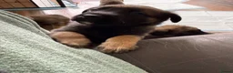 Mixed Breed dogs for sale: Beautiful malanois x german shepherd puppies - Advert 3