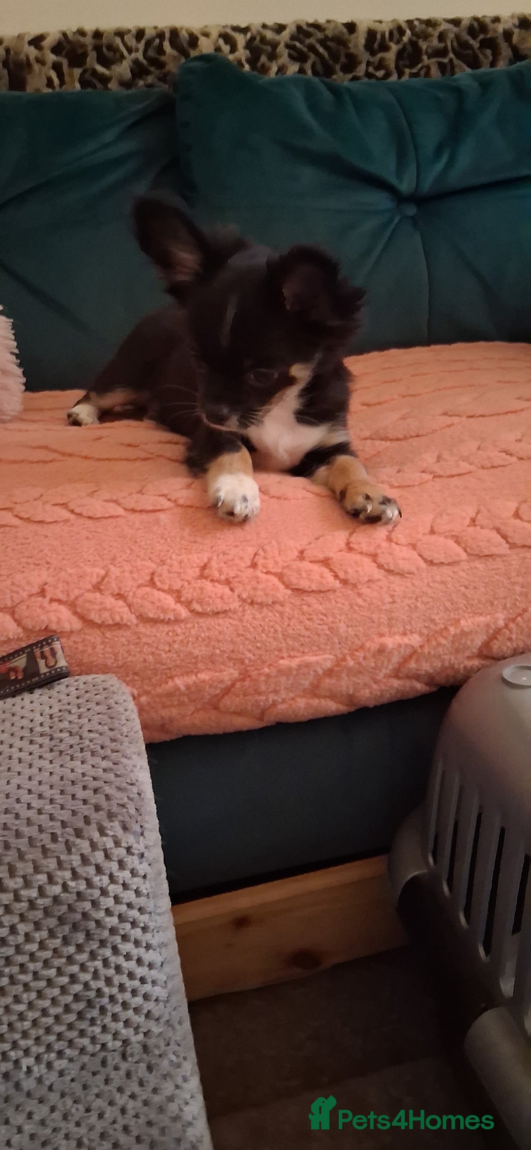 Chihuahua dogs for sale: Stunning Baby looking for his forever 5* homes - Image 7