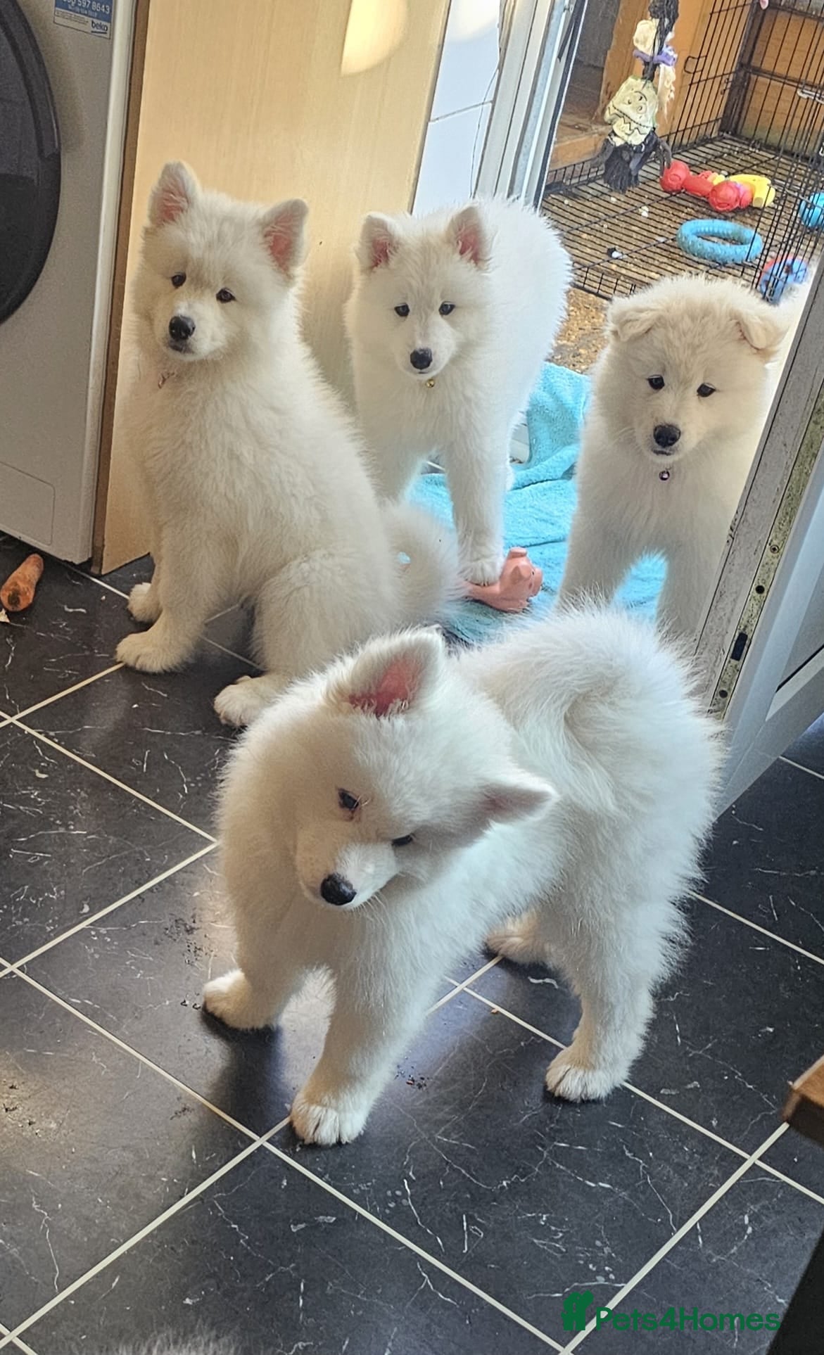 Samoyed dogs 💜SAMOYED PUPPIES READY FOR NEW 🏡💙⭐ - Advert 1