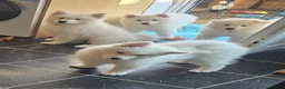 Samoyed dogs for sale: SAMOYED PUPPIES ONLY THREE GIRLS AVAILABLE  in Dagenham - Advert 10