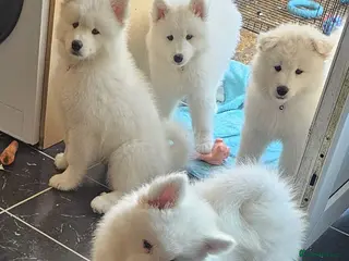 Samoyed dogs 💜SAMOYED PUPPIES READY FOR NEW 🏡💙⭐ - Advert 1