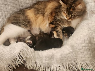 Maine Coon cats - Advert 6