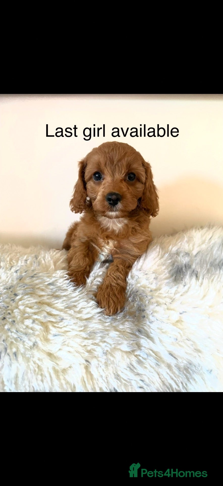 Cavapoo dogs Excessively dna health tested Cavapoo pups - Advert 5