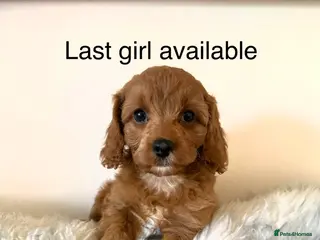 Cavapoo dogs Excessively dna health tested Cavapoo pups - Advert 5