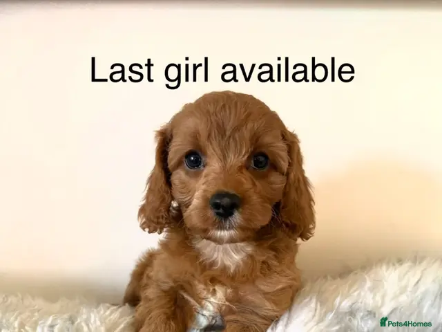 Cavapoo dogs Excessively dna health tested Cavapoo pups - Advert 16