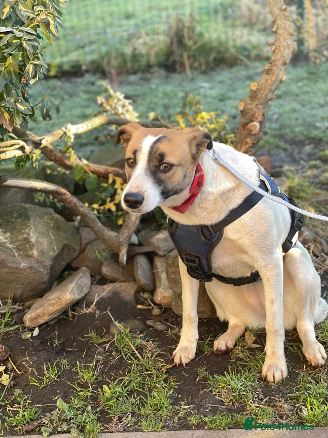 Mixed Breed dogs for adoption: ❤️ZAYKA❤️ 11 months, Playful Spirit, Loving Heart - Advert 9