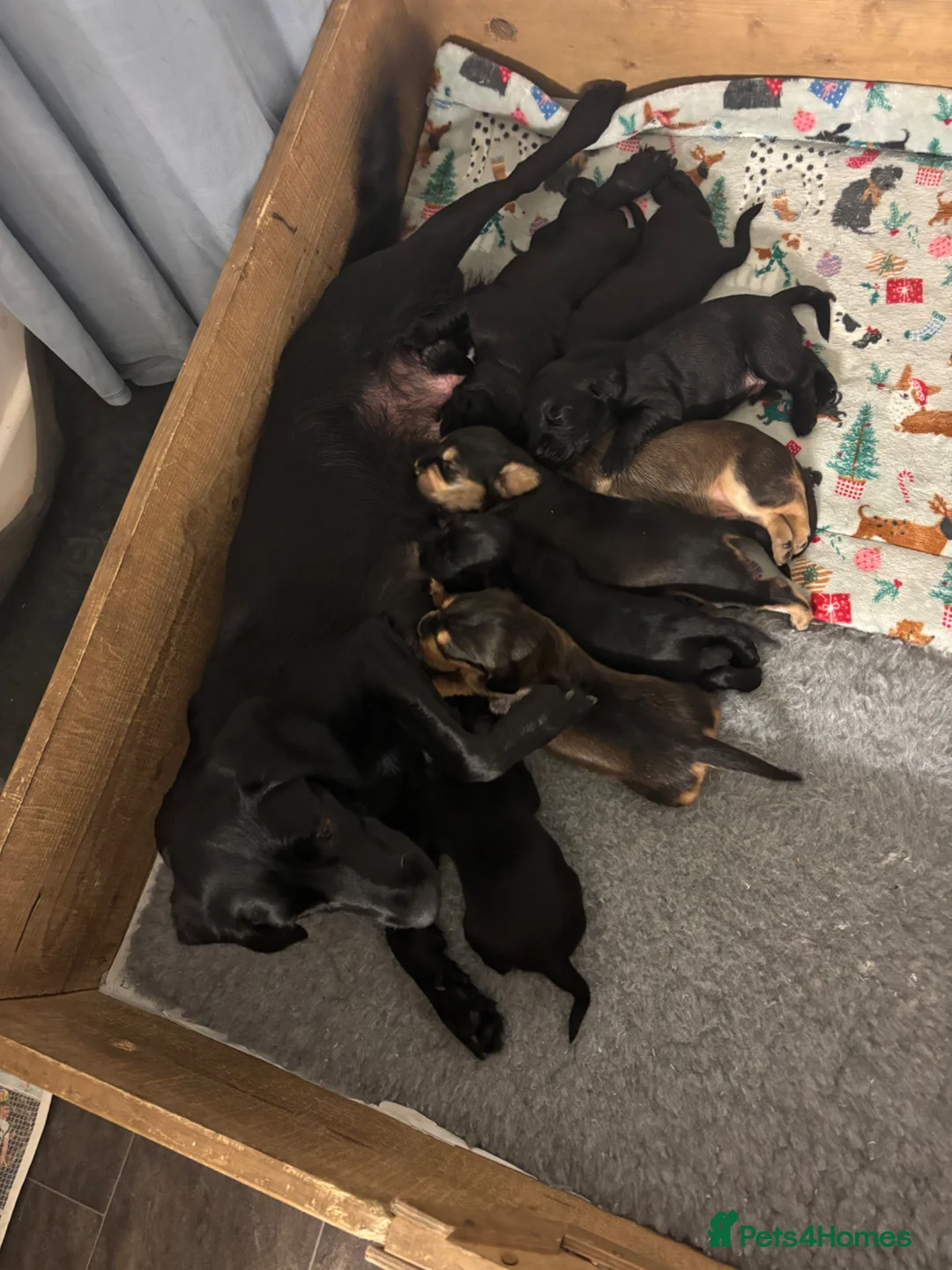 Mixed Breed dogs for sale: 3 beautiful black springador x cockerdor puppies  - Advert 6
