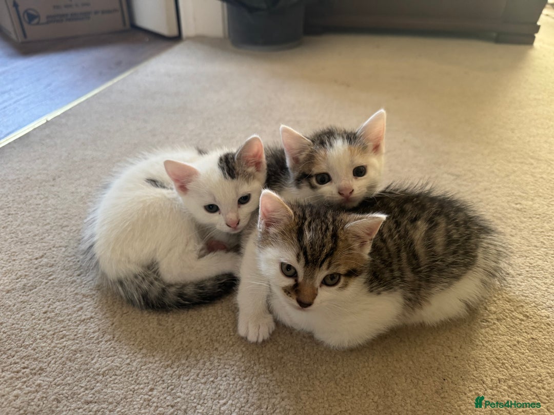 Mixed Breed cats for sale: Female kitten  - Image 5