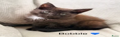 Bobble