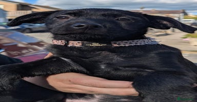 Mixed Breed dogs - Advert 5