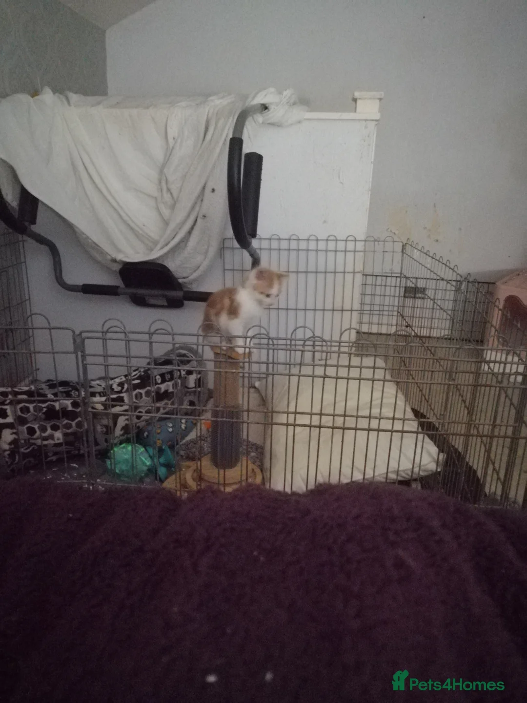 Mixed Breed cats for sale: 5 Beautiful kittens  - Advert 7