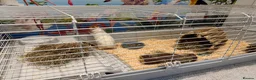 Guinea Pig rodents for sale: Cotton and Candy need a loving home!  in Northolt - Advert 5