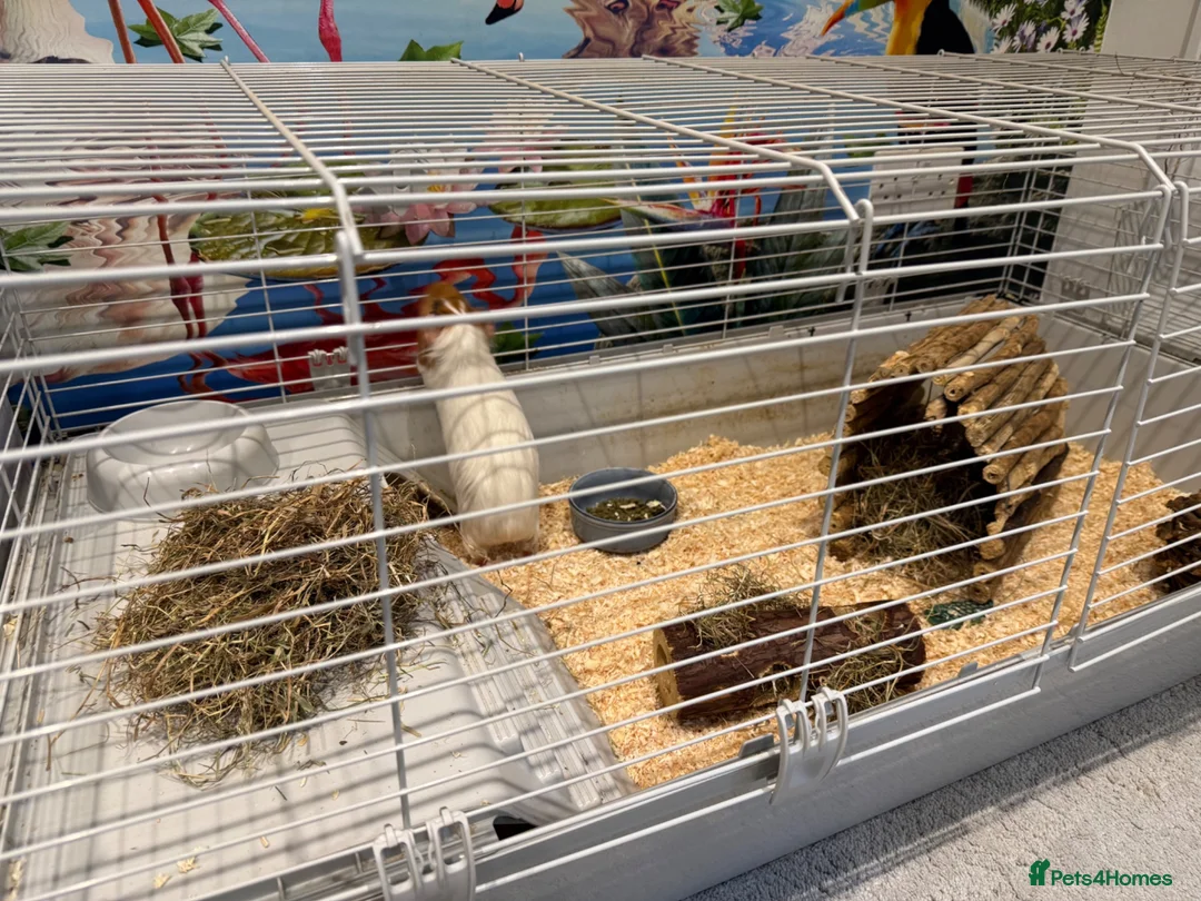 Guinea Pig rodents for sale: Cotton and Candy need a loving home!  in Northolt - Advert 5