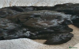 Australian Labradoodle dogs for sale: Health-tested Australian Labradoodle puppies - Image 33